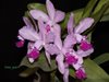 Cattleya Interglossa (CATTLEYA BLUE)